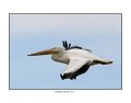 0133 white pelican